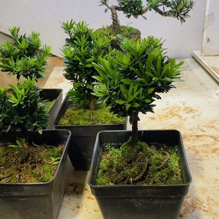 祝***城无花朵罗汉松盆景111