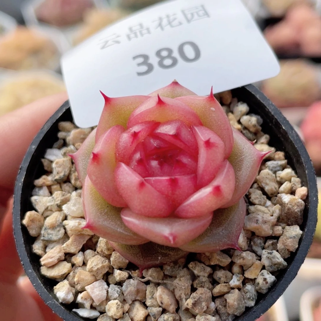 B****悟380号糖心冰心珍妮