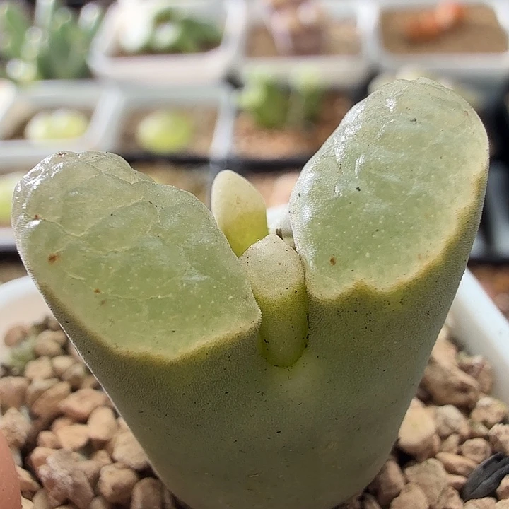 2942风铃玉肉锥植物