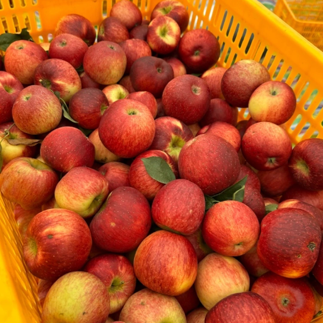 云南昭通红露苹果脆甜净重4斤中通包邮