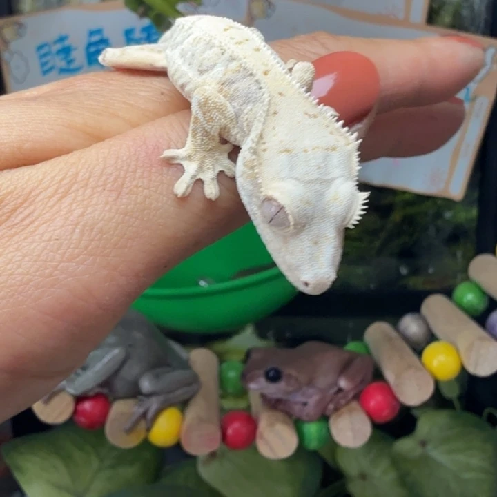 老爷树蛙心心补差价