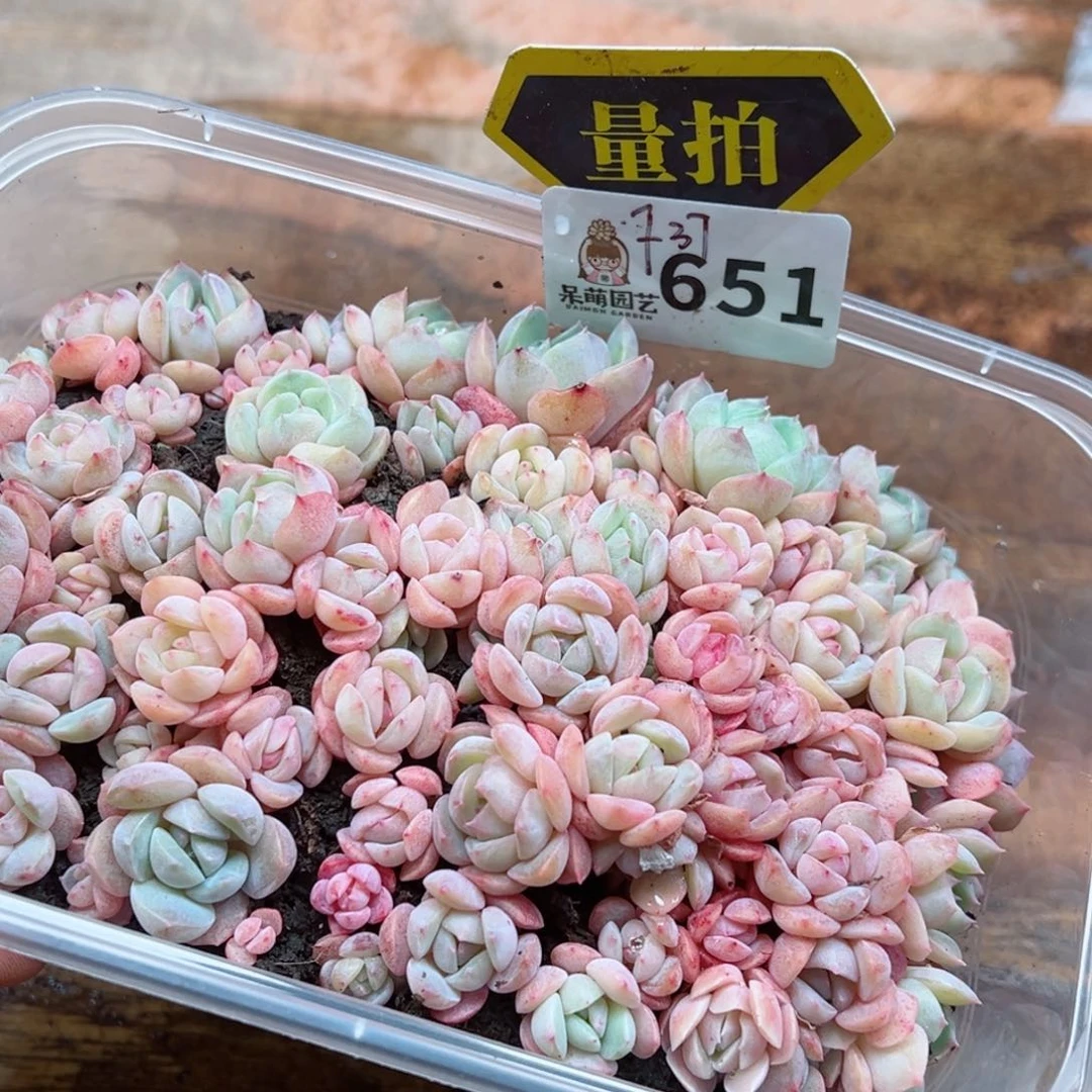 多肉植物多肉植物