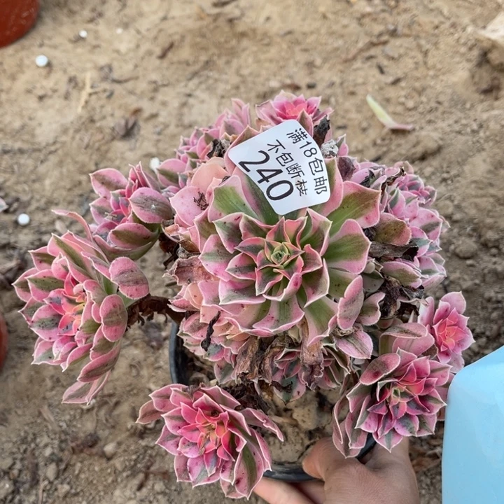 240粉女巫手2号棚