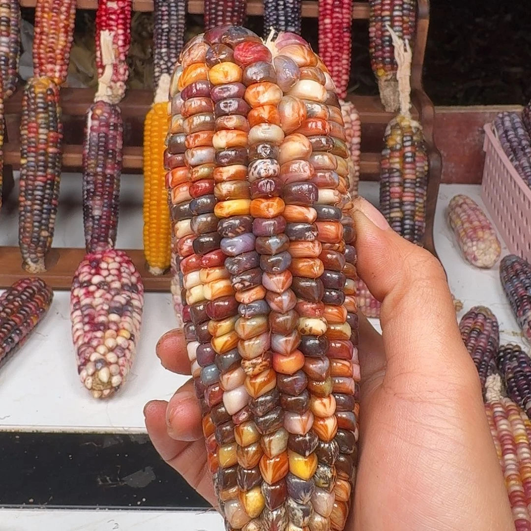 妞***鱼吊坠柏香籽/百香籽