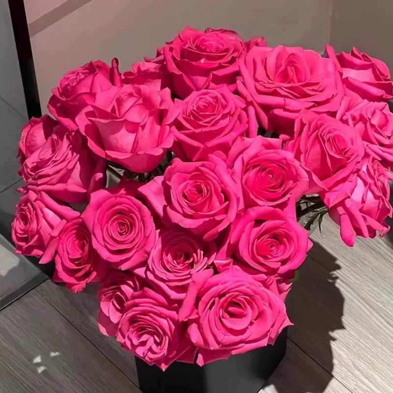 弗洛伊德月季玫瑰大切花观花植物盆栽庭院阳台月季花苗