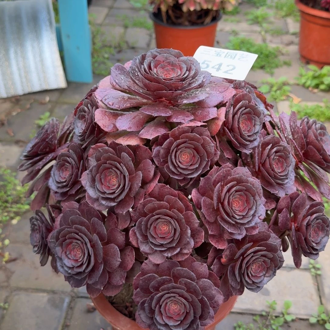 多肉植物542万灰