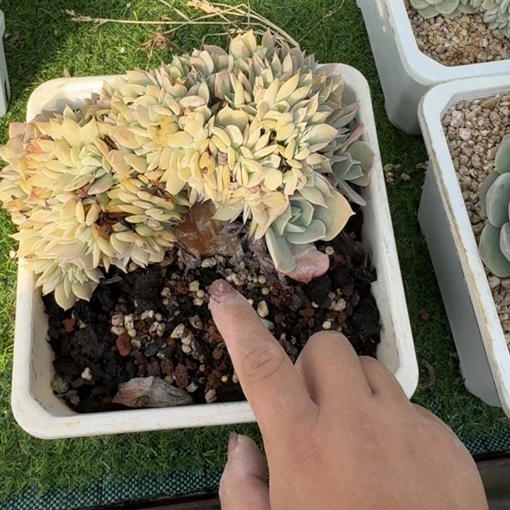 白凤缀多肉植物绿植