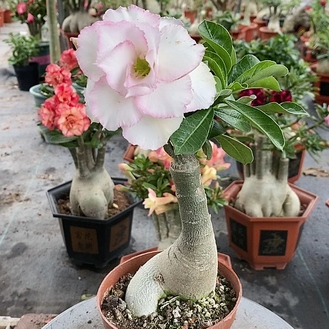 【闪购商品】无花朵1*绿植