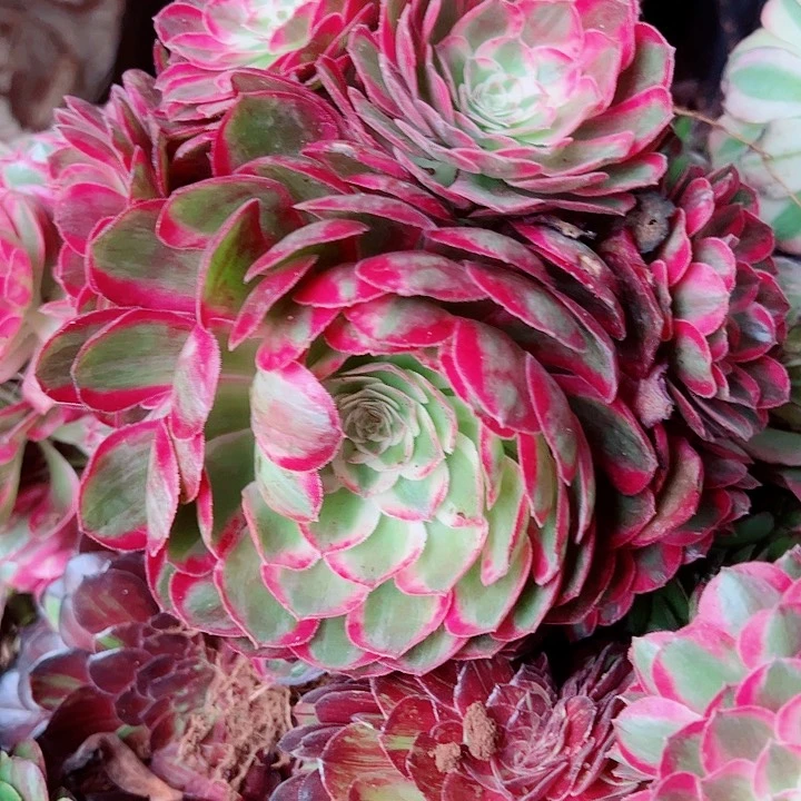 孔雀翎手捧着多肉植物