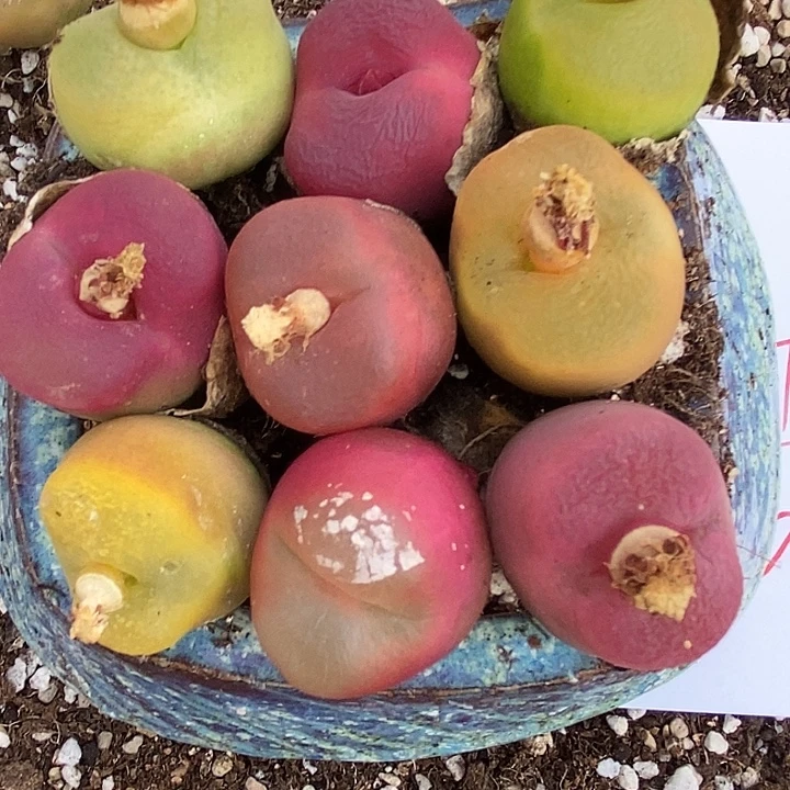 547母本彩蟠桃一组。