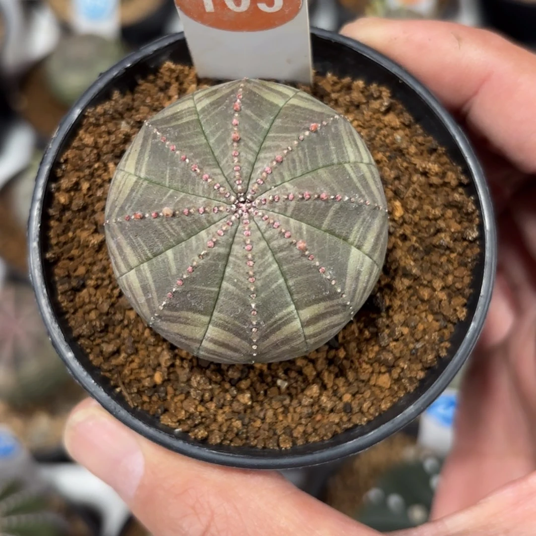 105实生布纹球带盆带土发货