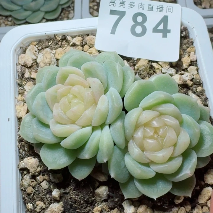 泼天         精控精养多肉植物