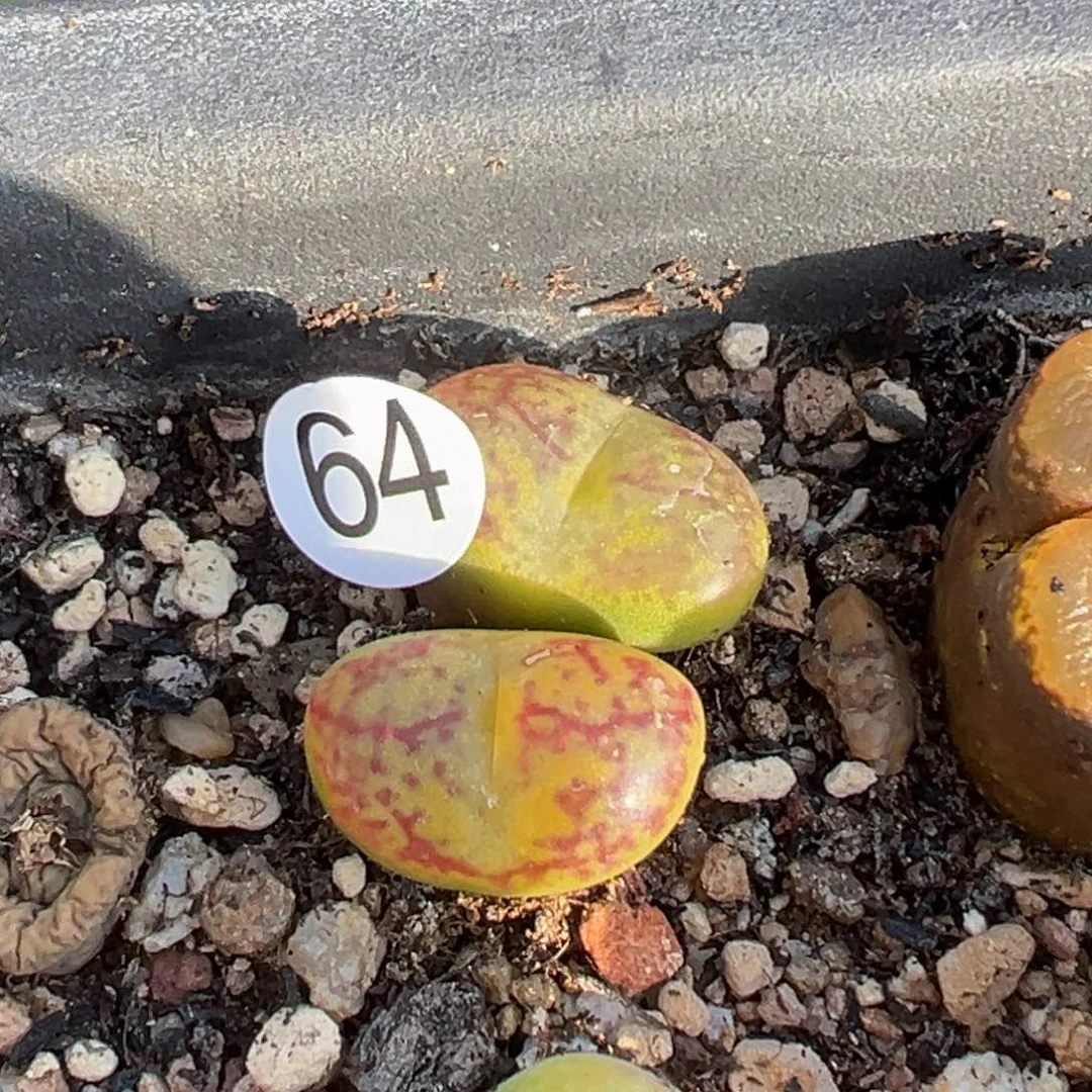 多肉植物111111111111111111