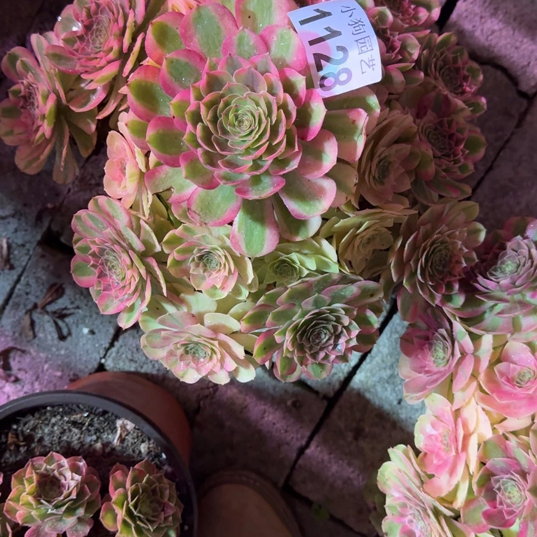 ****H雨荷多肉植物1128