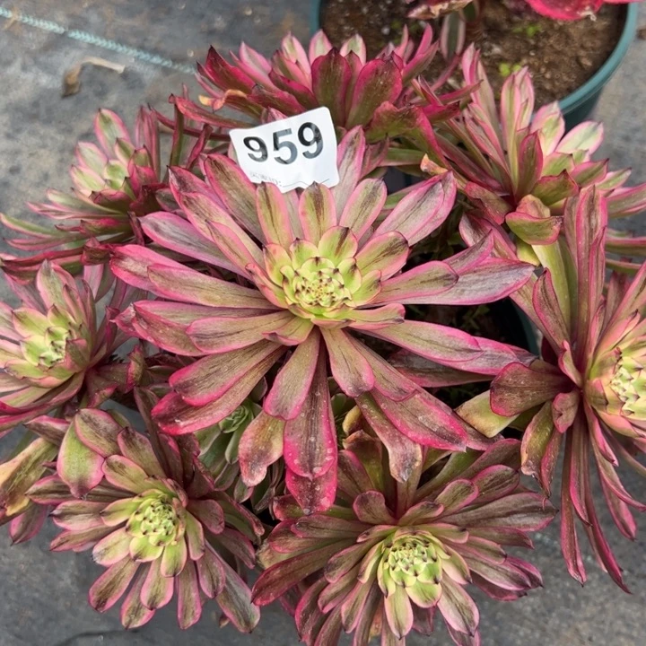 959凌波仙子25厘米左右