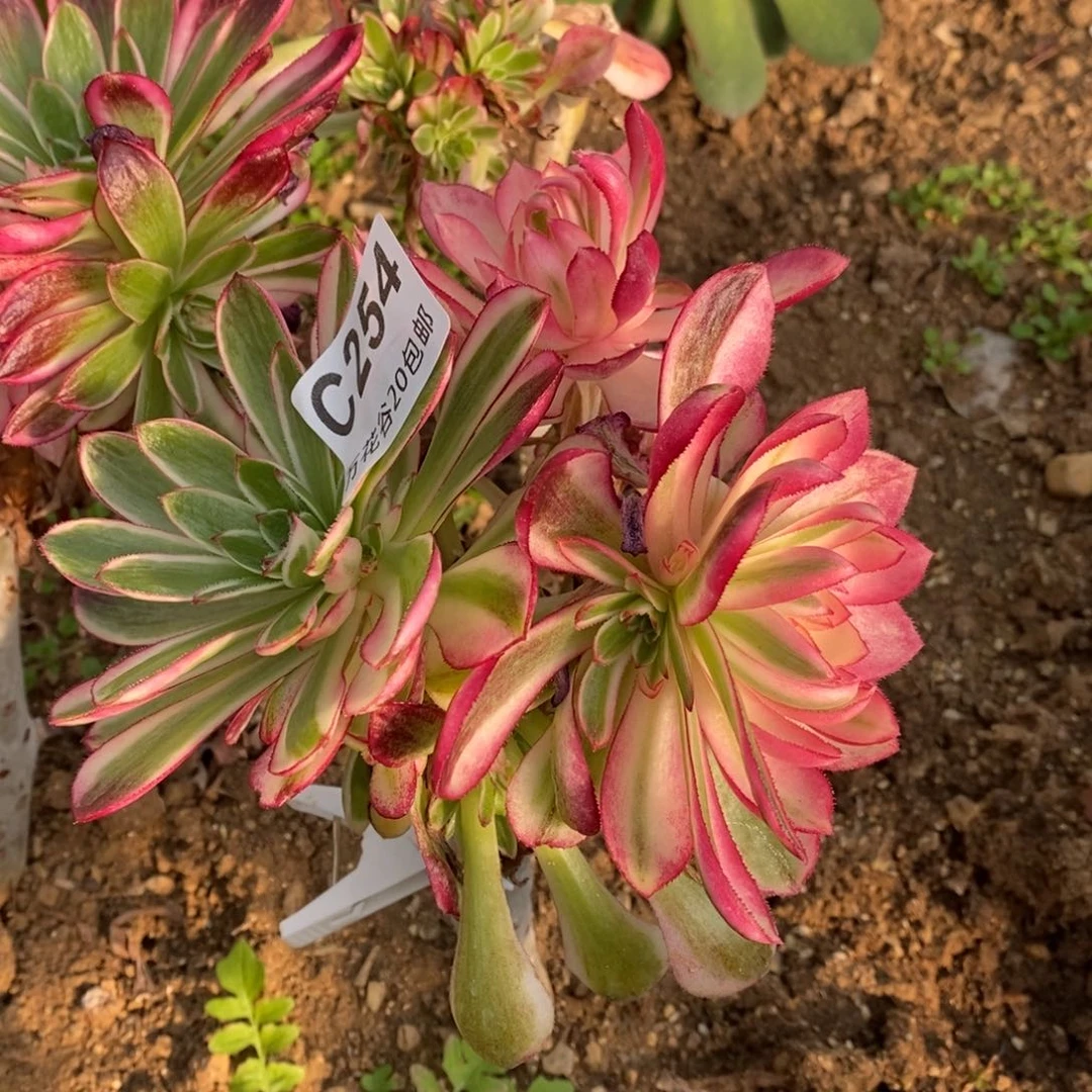 254倾城砍过多肉植物