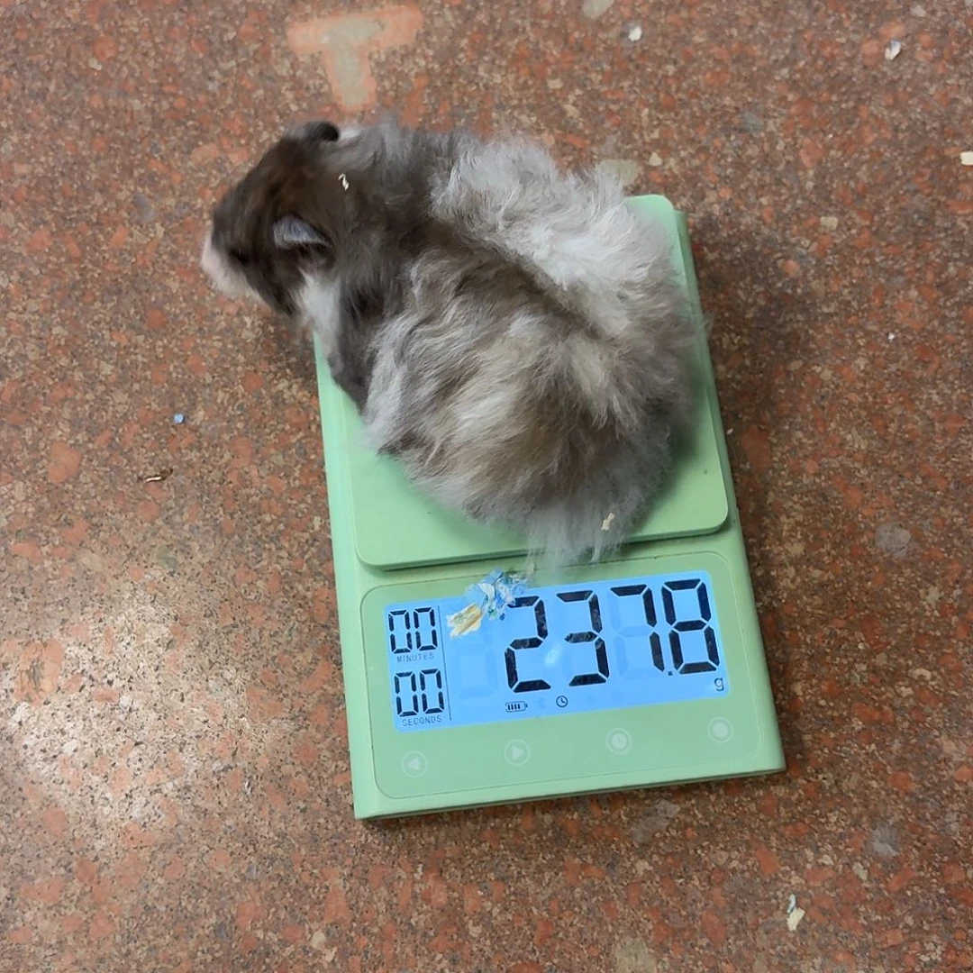 237克12.6号配的黑波利直毛妹妹