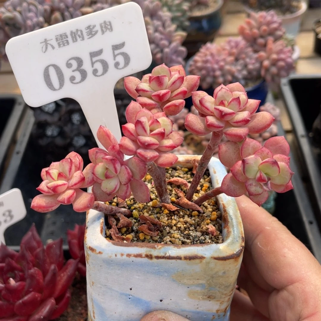 0355探戈不带盆9厘米