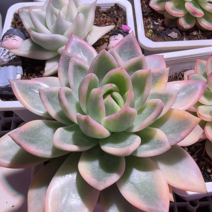 香槟锦多肉植物一物一拍