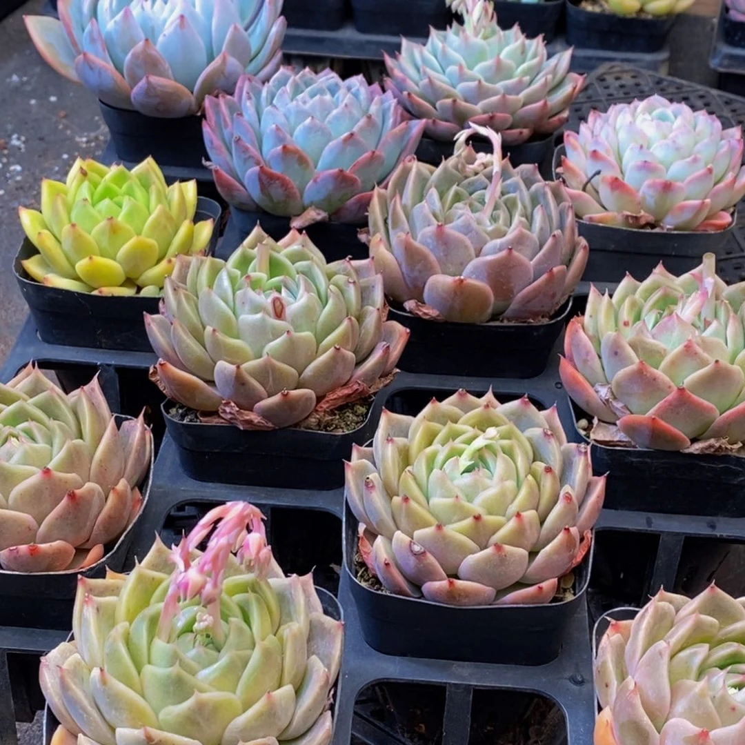 027多肉植物保护研究所所长助理