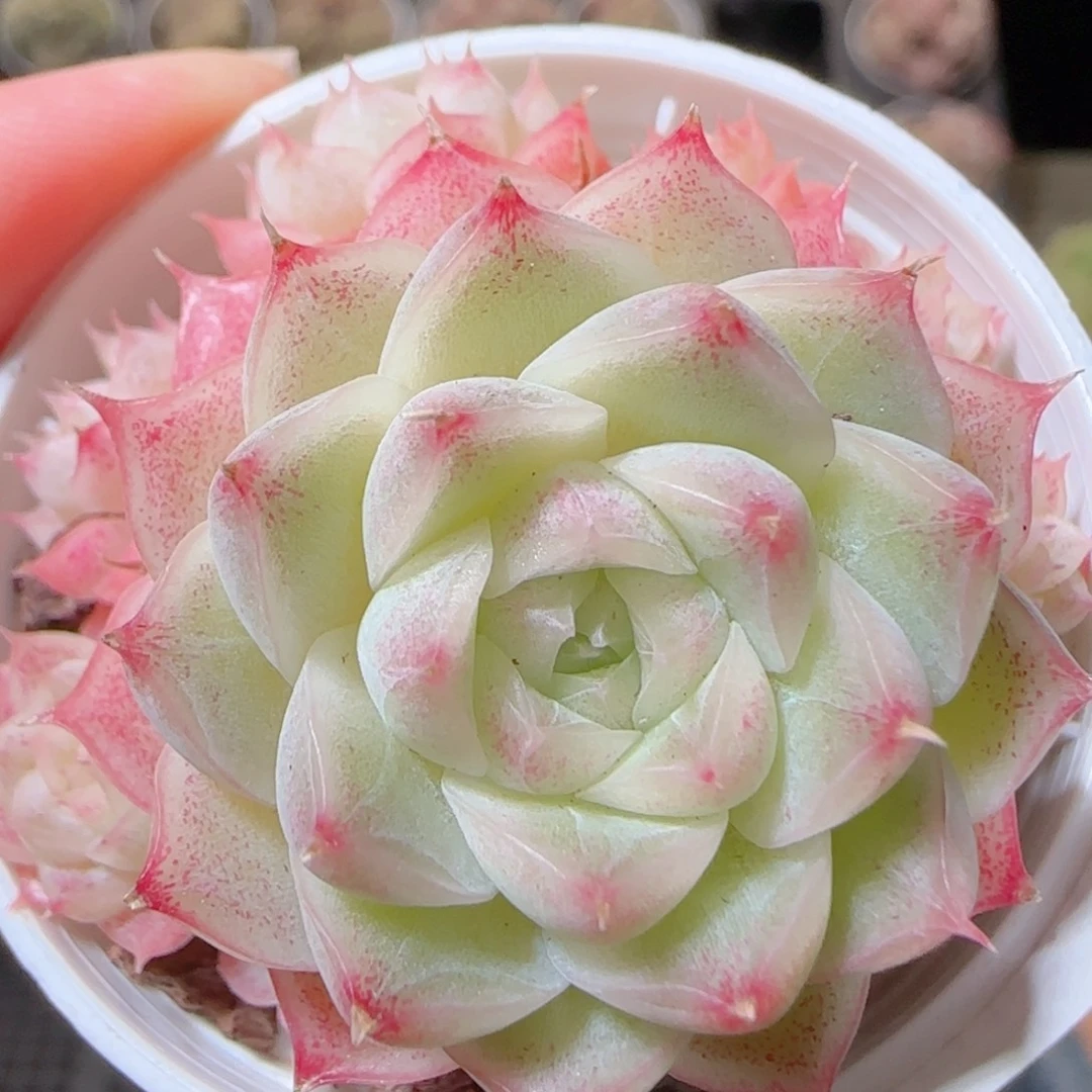 花语多肉1217-414散