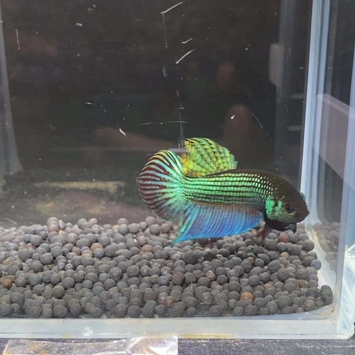 斗鱼泰国斗鱼172号