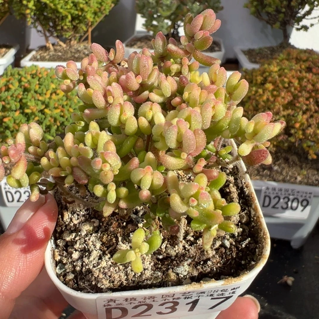 D2317红宝石锦枝干