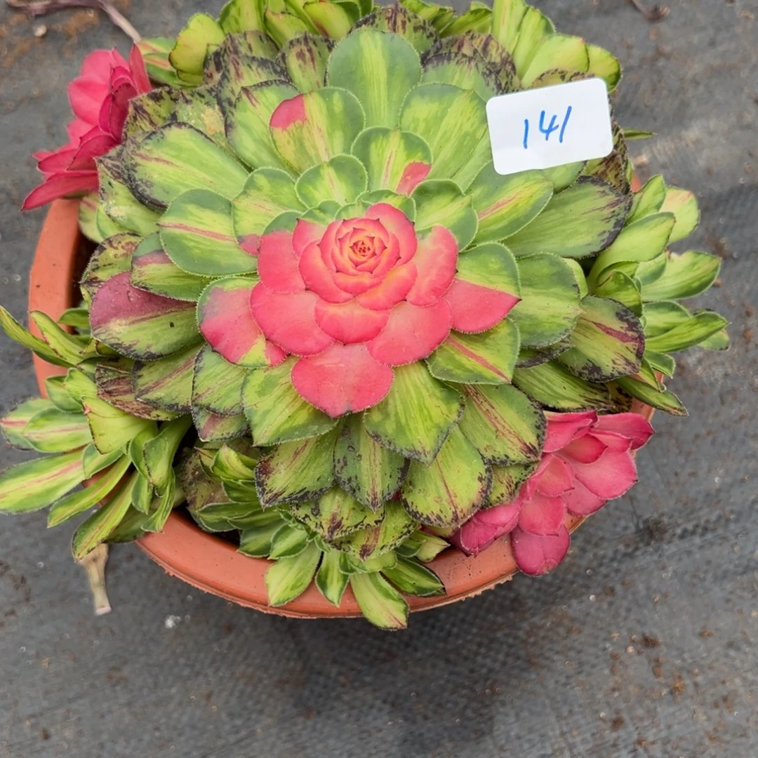 141知否无根捧花duorouyizi