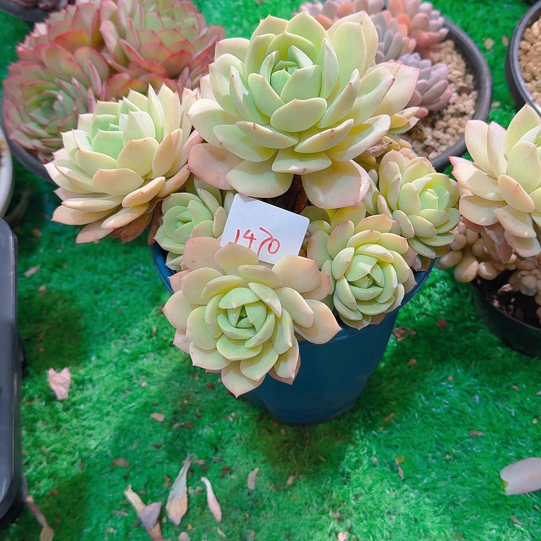 爱****人1470恋曲多肉植物