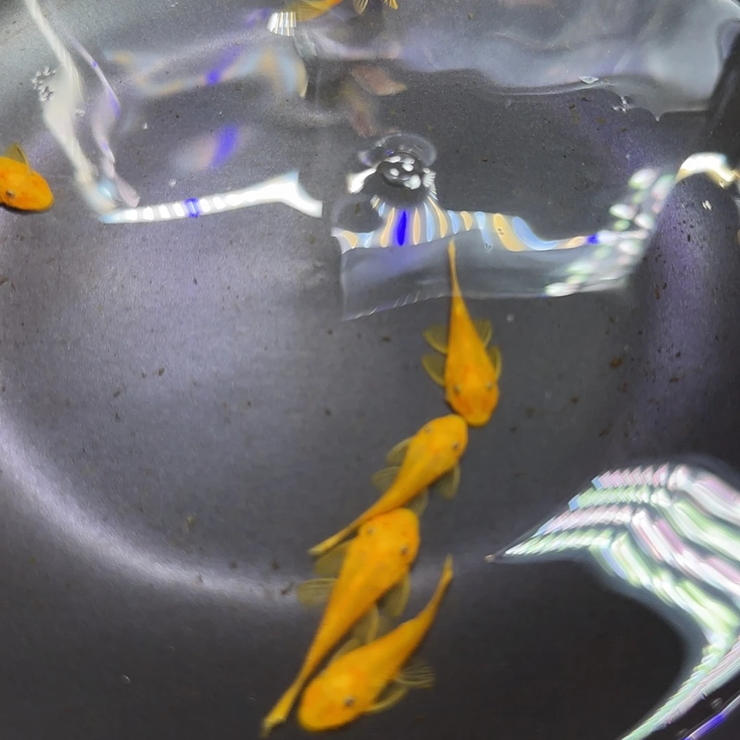 孔雀鱼黄金胡子六条