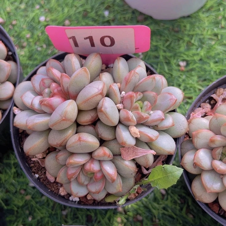 健健康康平平安安