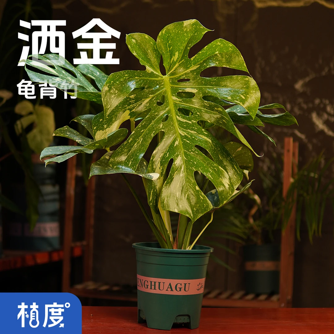 【植度 | 大洒金】金斑洒落叶面如画 热带花园中的亮眼焦点