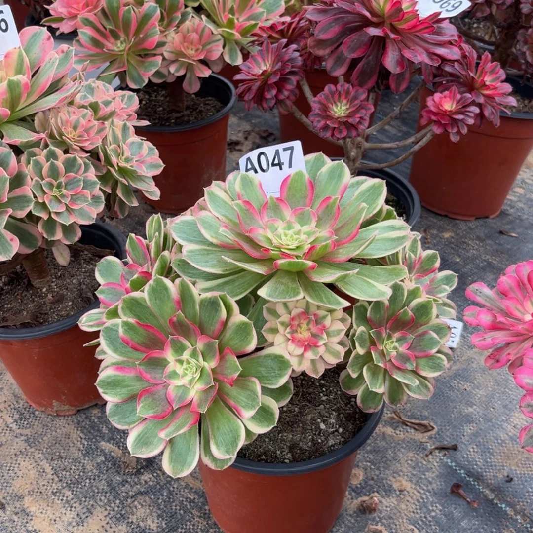多肉植物孔雀翎047多肉