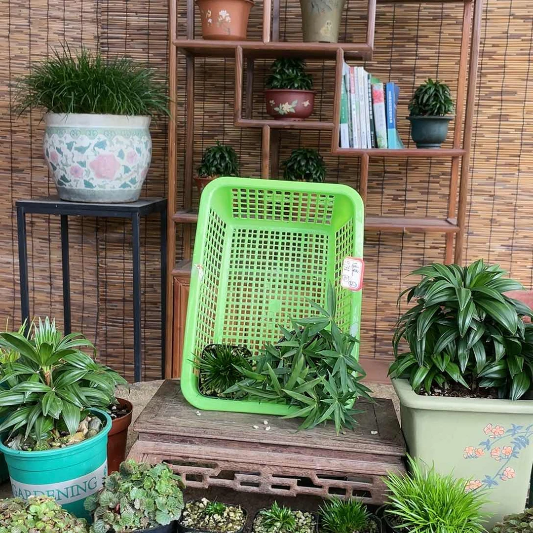 【闪购商品】不开花植物