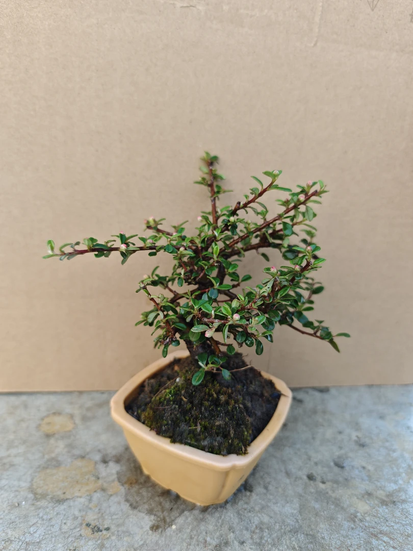 白花大果荀子掌中宝二