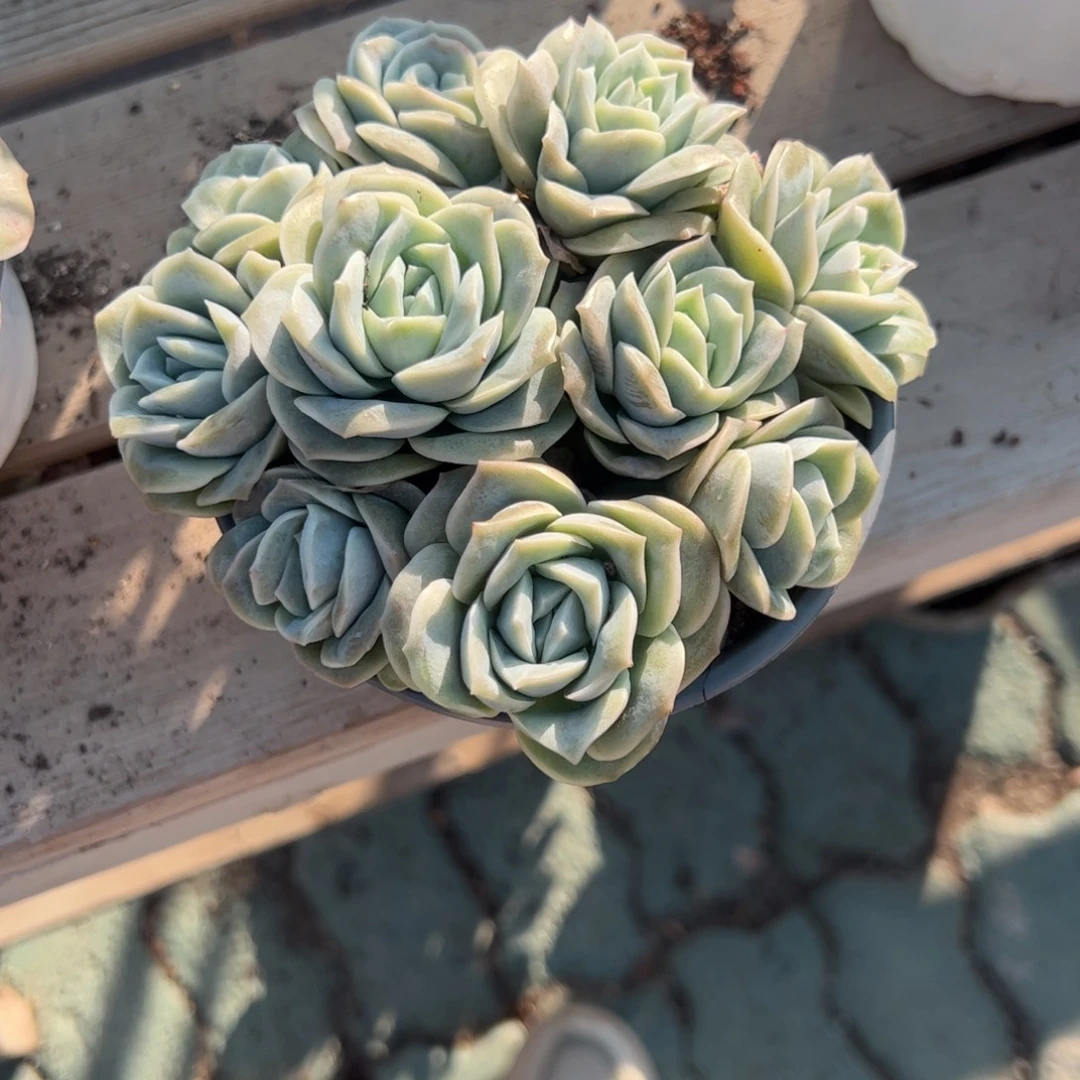 可爱玫瑰多肉植物