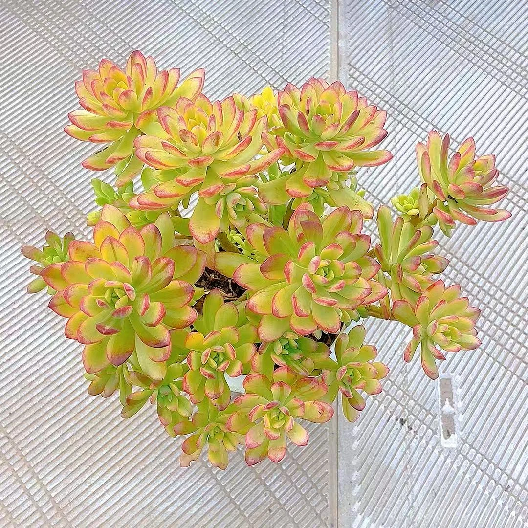 【七彩云南叮当锦】黄大锤多肉阳台露台植物栽种养护