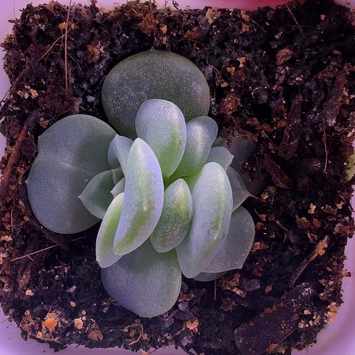 1366叶插苗一物一拍