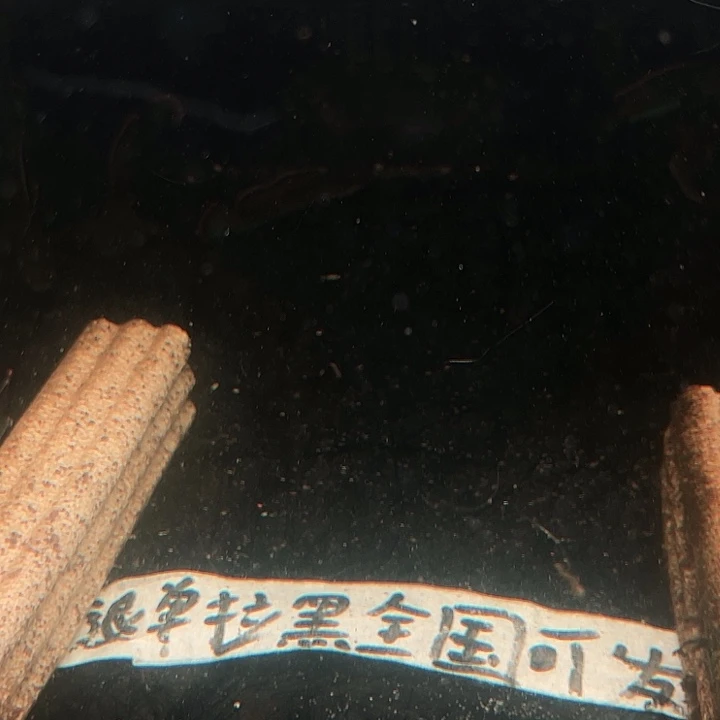 海水鱼鬼王蓝宝石10元