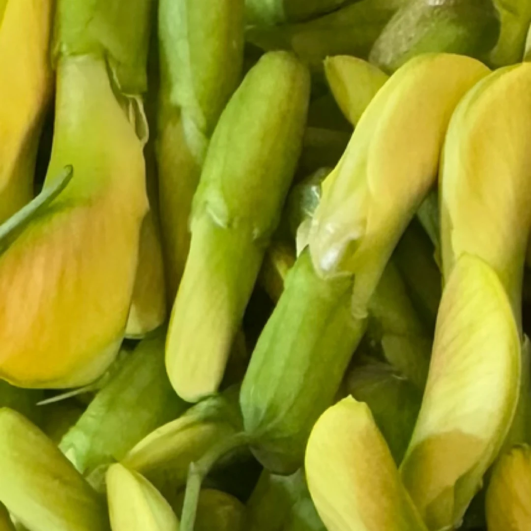 农家新鲜采摘锦鸡花金雀花