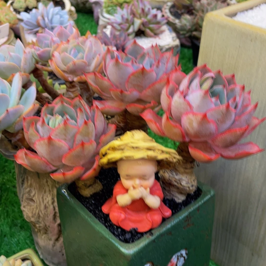 多肉植物盆栽多肉植物