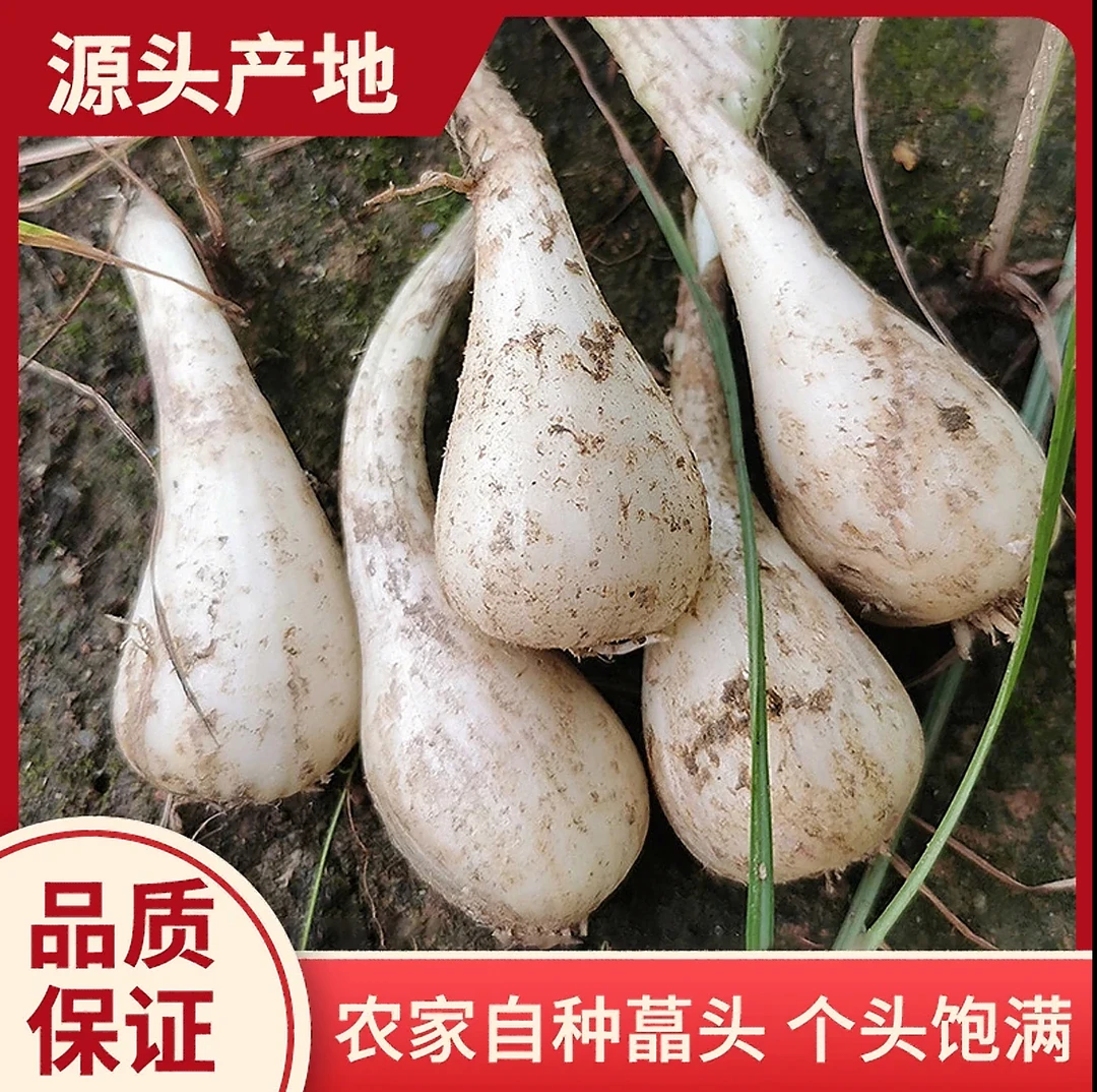 农家自种2025年3斤新鲜荞头现挖现发去叶去须高山种植农户现挖