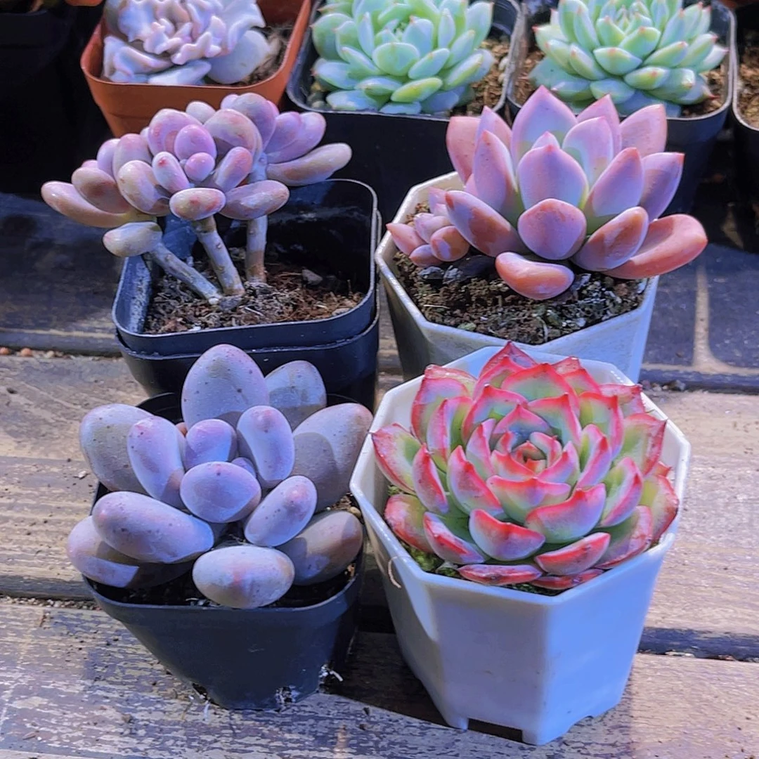 桃蛋。桃菲人。侧影。奥普。