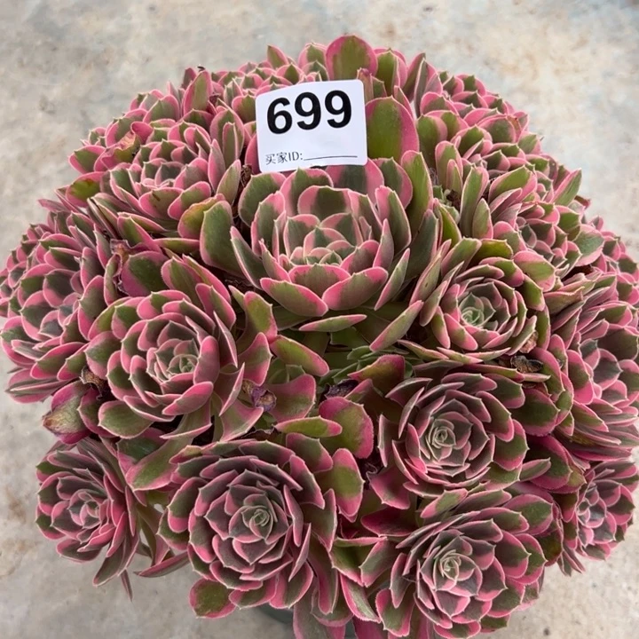 699妖月25厘米左右半木质