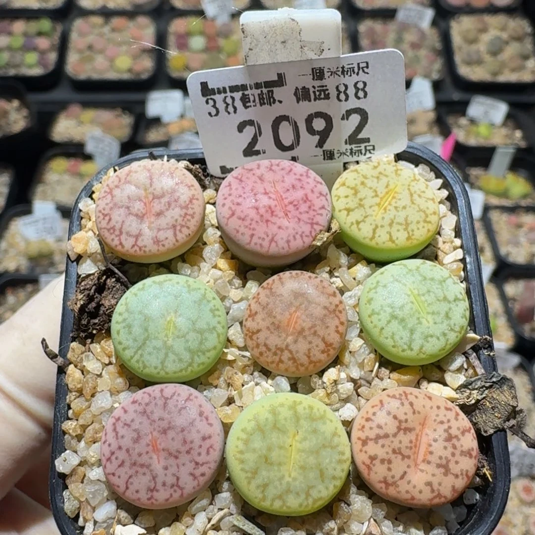 zzzz生石花肉锥2092