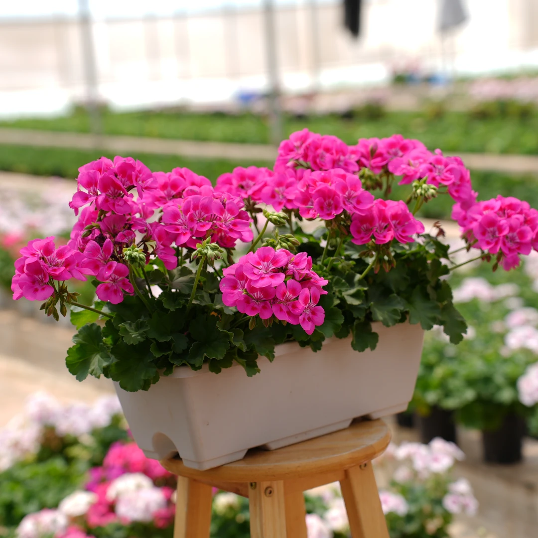 紫红闪耀【复色大花球】耐寒耐热耐涝，宝石般闪耀(150盆）