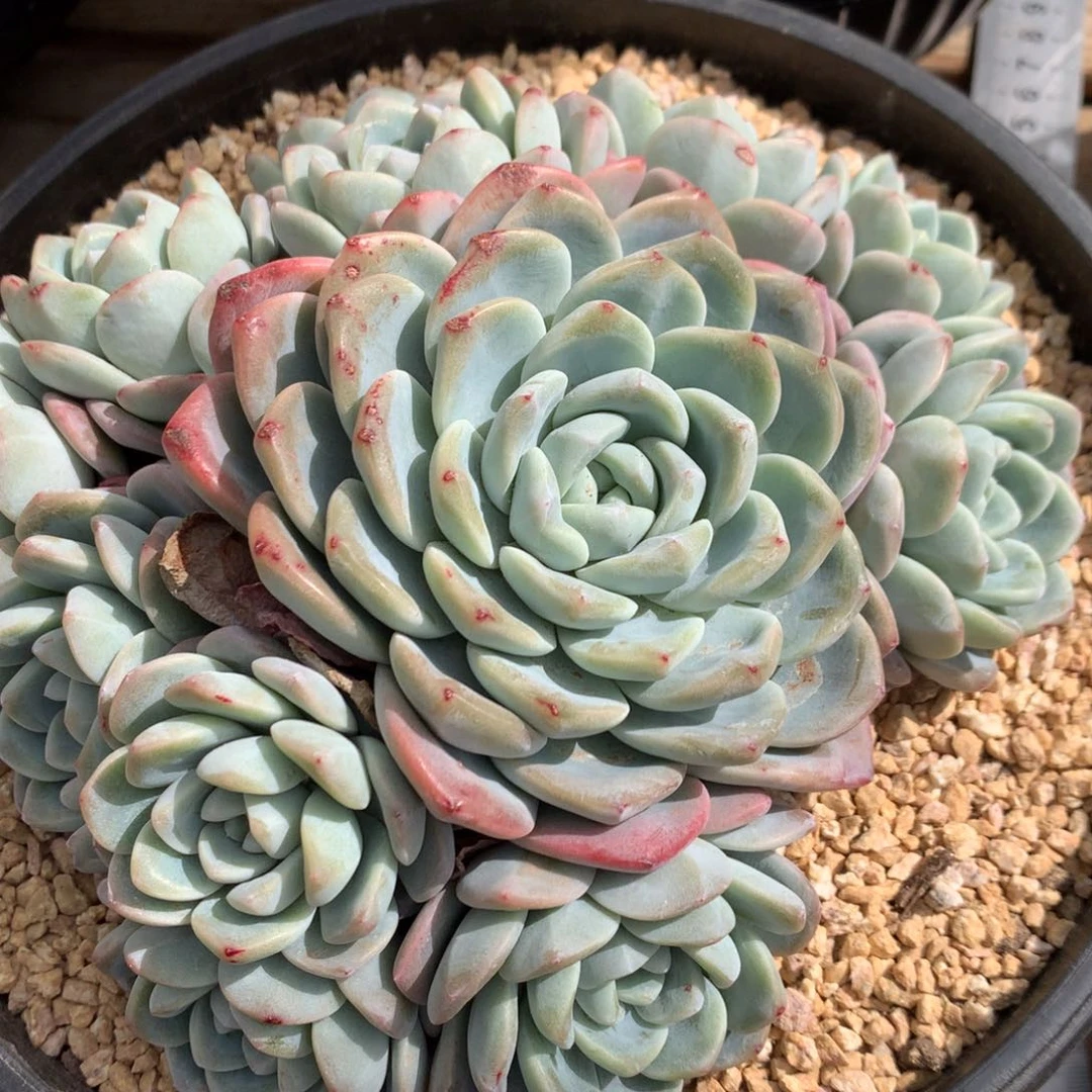 ?****?A914售后范围，7天，录开箱视频