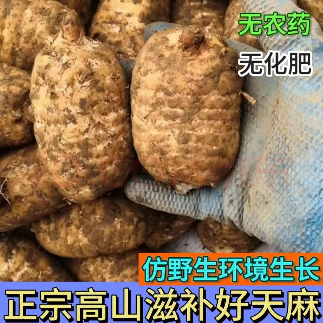 正宗云南昭通小草坝新鲜乌天麻带泥现挖煲汤泡酒