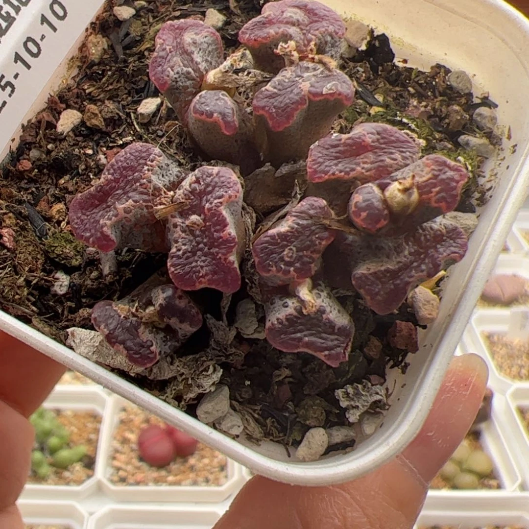 09号 蝴蝶勋章多肉植物