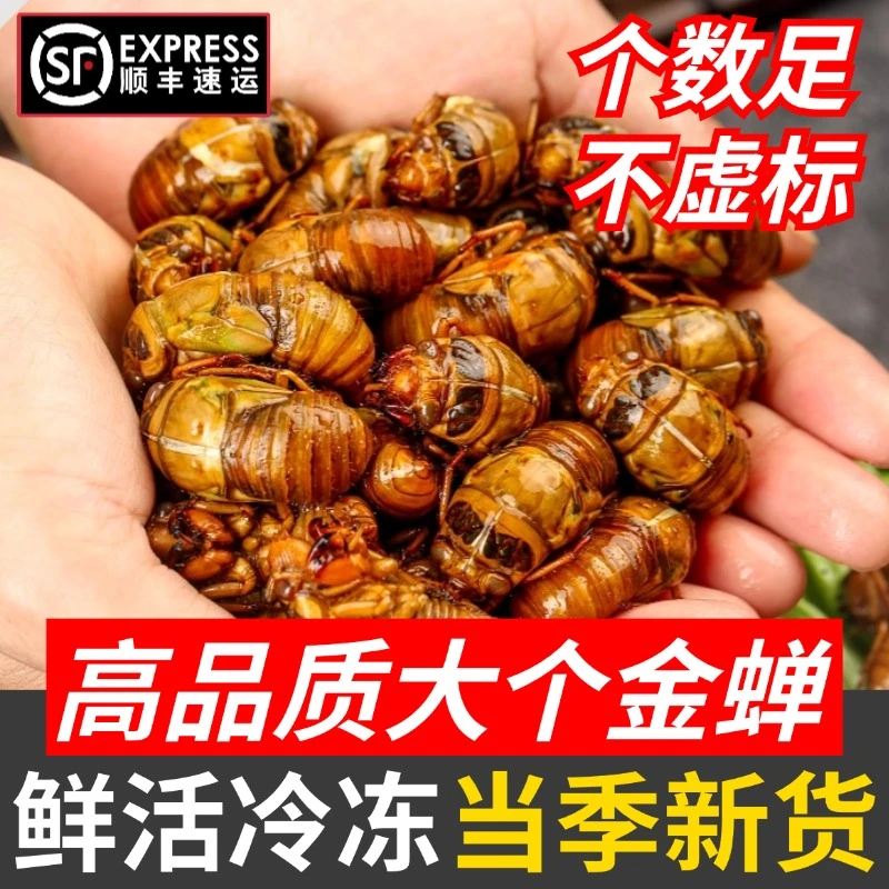 知了猴新鲜金蝉活体速冻知了鲜活蚕蝉蛹爬叉猴结了龟2025批发顺丰